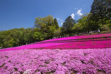 一面に咲く芝桜（埼玉 羊山公園）