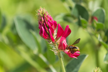 bee on the flower