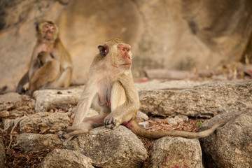 Monkey in Khao Takiab temple