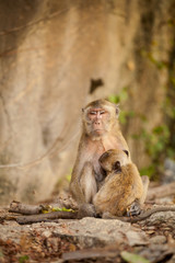Monkey in Khao Takiab temple