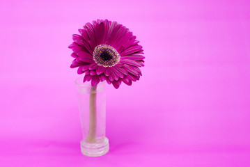 Pink gerbera flower