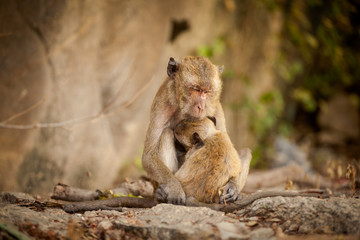 Monkey in Khao Takiab temple