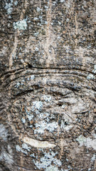 Bark Of Tree