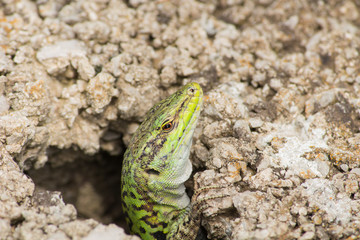 lizard in sicily