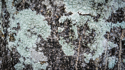 Fototapeta premium Bark Of Tree