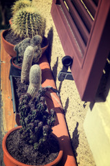 Vintage Bild von Kakteen