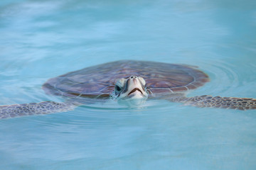 Marine Turtle swimming in Cayo Largo water