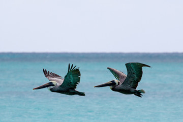 Pelican flying over the sea