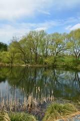 Fototapeta na wymiar Baumspiegelung am See