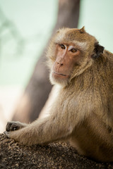 Monkey in Khao Takiab temple