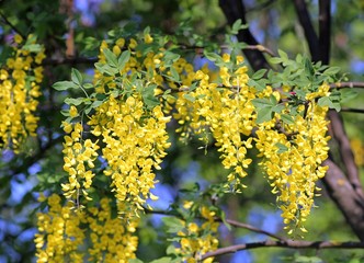 Цветущая глициния