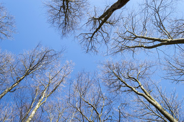 spring in the forest