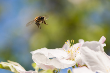bee in blossoming