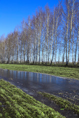 young birch trees in a field in spring