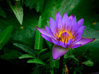 Purple Lotus