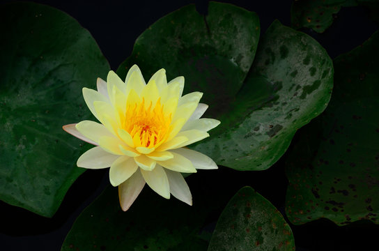 Yellow Lotus