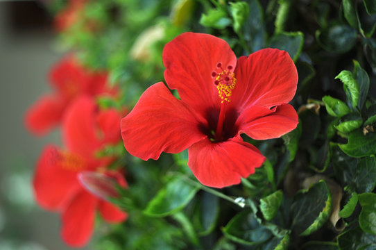 Fototapeta Hibiscus Flower. 