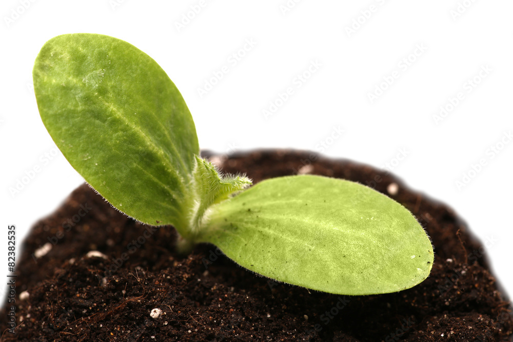 Wall mural green young plant isolated white background. macro.