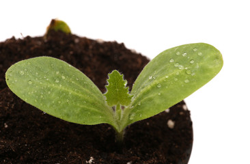Green young plant isolated  white background. macro.