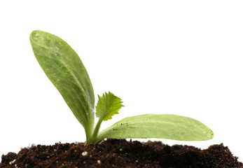 Green young plant isolated  white background. macro.