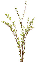 Fresh spring tree branch with leaves isolated on  white