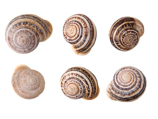 Snails isolated on the white background