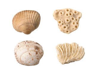 Seashells and corals isolated on the white background