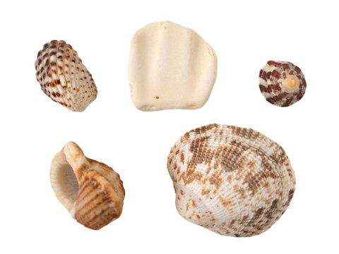 Seashells isolated on the white background