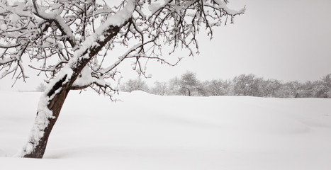 дерево зимой © meatbull