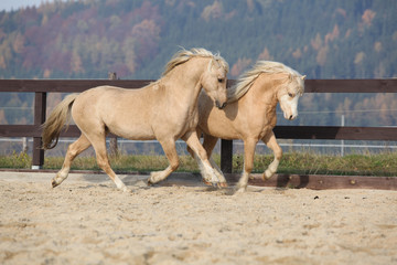 Two amazing stallions playing together