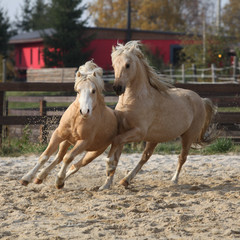 Obraz na płótnie Canvas Two amazing stallions playing together