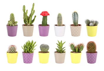 Foto op Plexiglas Cactus in pot Cactus collectie geïsoleerd. Aloë en vetplanten in keramische potten