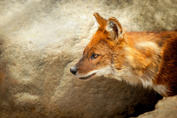 Dhole or Asiatic wild dog portrait