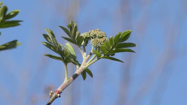 Bl&uuml;te der Eberesche