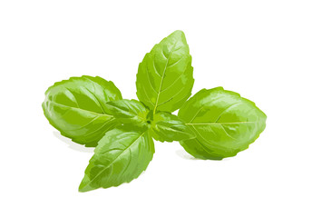 Basil vector illustration