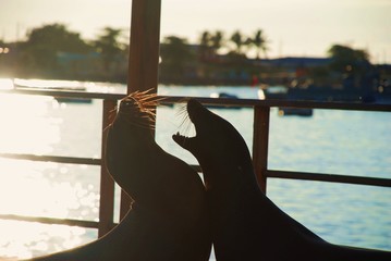 アザラシ © hisadaken