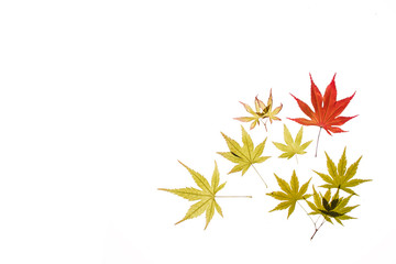 maple leaves