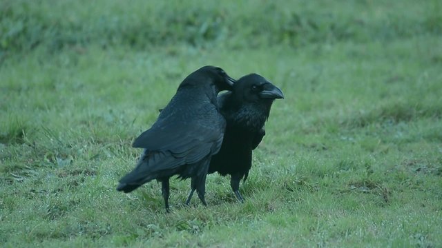 Ravens, Corvus corax