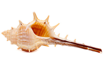 Sea Shell Isolated on White Background.
