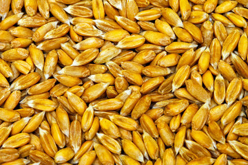 Organic wheat grain