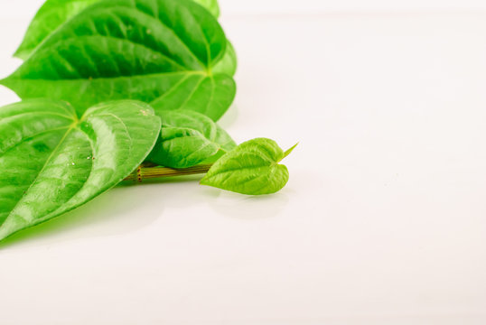 Green betel leaf