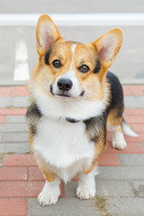 dog Pembroke Welsh corgi smiling