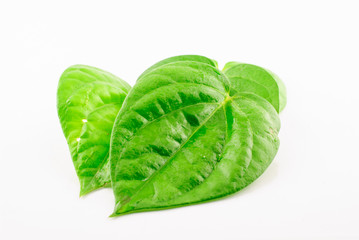 Green betel leaf