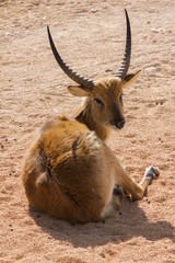 antelope in the forest