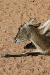 antelope in the forest