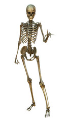 Human Skeleton