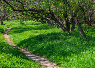 Fototapeta na wymiar The path in green grass and trees