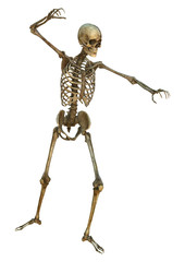 Human Skeleton