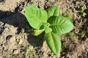 tobacco field with green leaves
