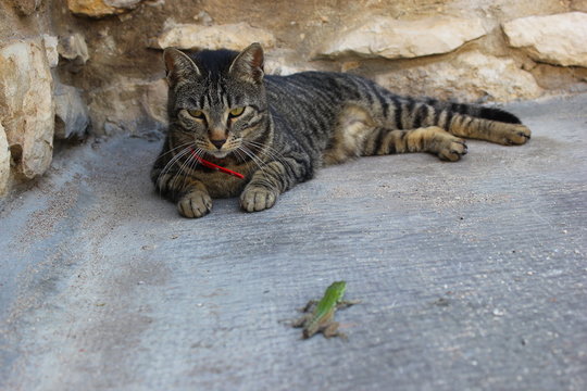 Katze liegt auf der Lauer: Eidechse als Opfer